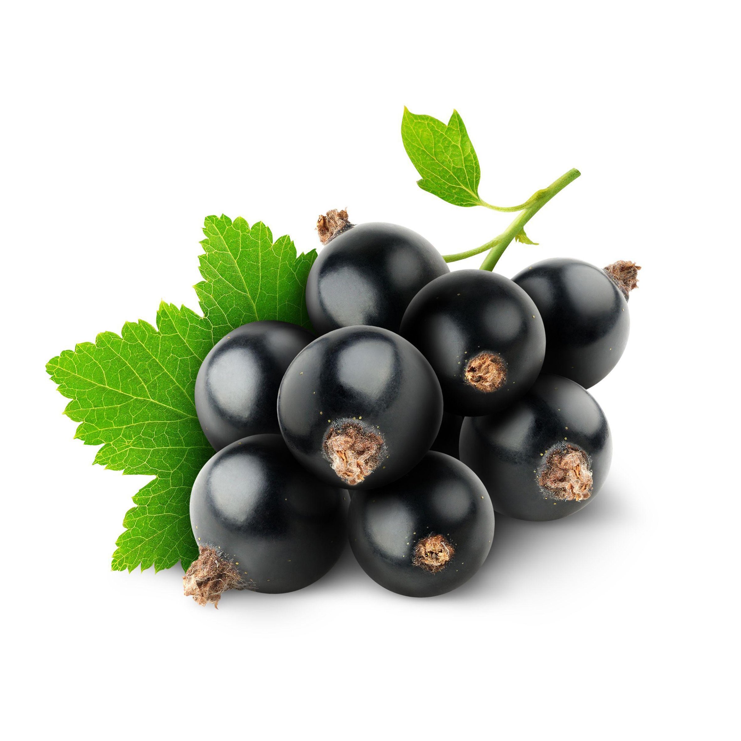 Black currant. Black Currant черная смородина. Moon Blackcurrant — черная смородина. Смородина черная (10 кг). Смородина черная "Тамерлан" (1 ветка).