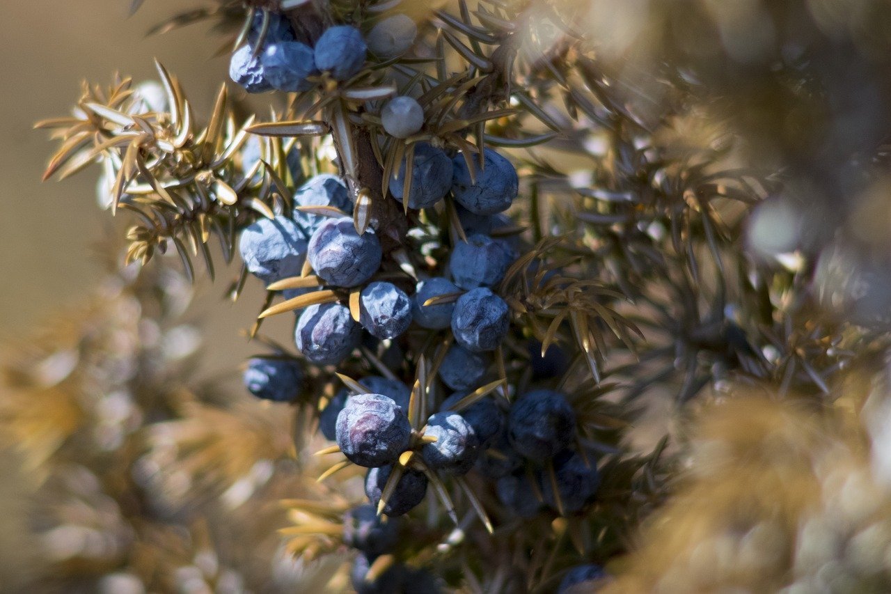 juniper berries