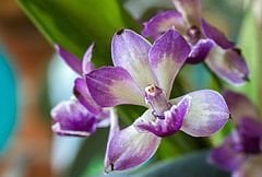 orchid